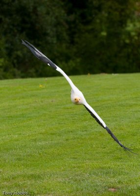 Egyptian Vulture Neophron percnopterus