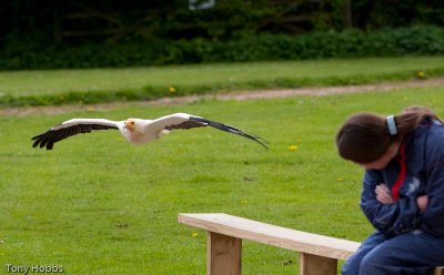 Egyptian Vulture Neophron percnopterus