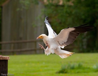 Egyptian Vulture Neophron percnopterus