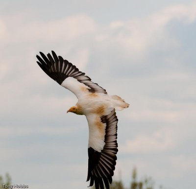 Egyptian Vulture Neophron percnopterus