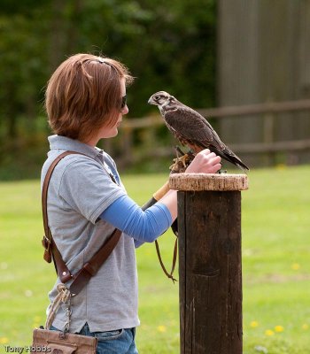 Lanner falcon Falco biarmicus