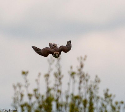 Lanner falcon Falco biarmicus