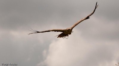 Indian Tawny Eagle Aquila rapax