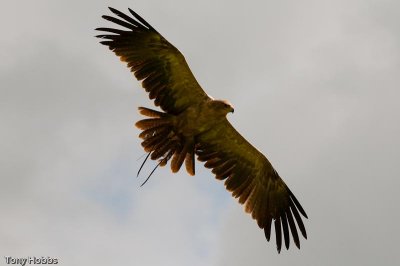 Indian Tawny Eagle Aquila rapax