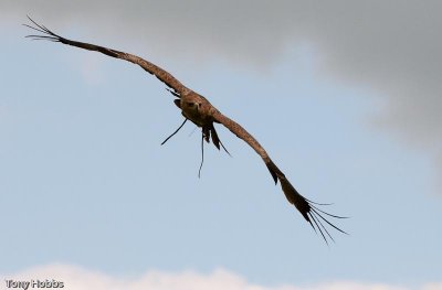 Indian Tawny Eagle Aquila rapax