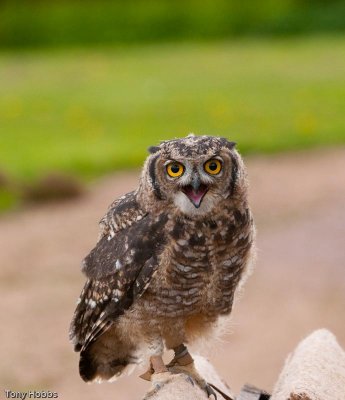African Spotted Eagle Owl Bubo africanus