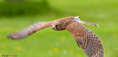 Kestrel Falco tinnunculus