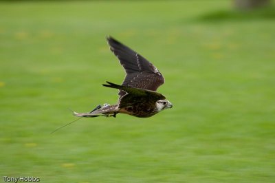 Lanner falcon Falco biarmicus