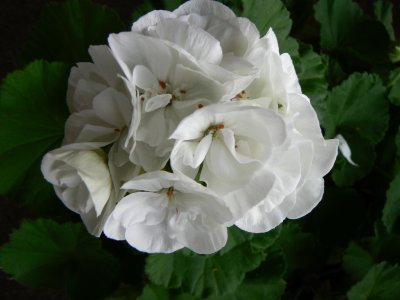 white geranium.tif