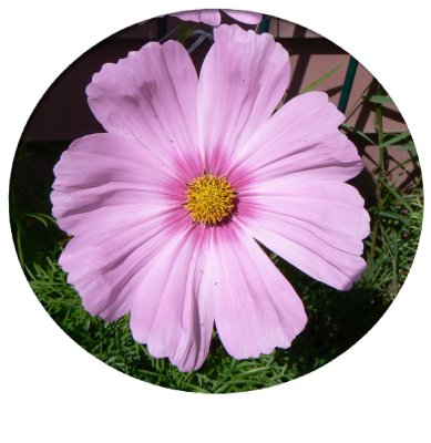 cosmo.tif