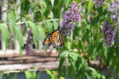 Monarch and butterfly bush 2.tif