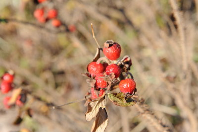 red rose hips.JPG