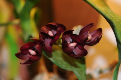 dark orchid.jpg