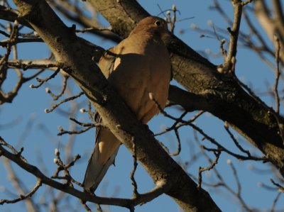 mourning dove.jpg