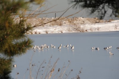 seagulls on the ice.jpg