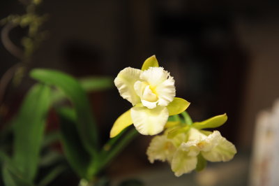 Christmas orchid.jpg