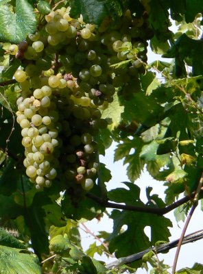 capri grapes1 2.jpg