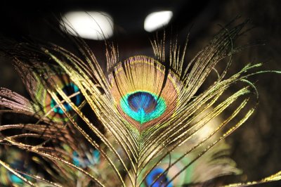 peacock feather.jpg