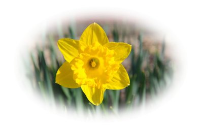 daffodil 2.jpg