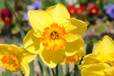 daffodil.jpg