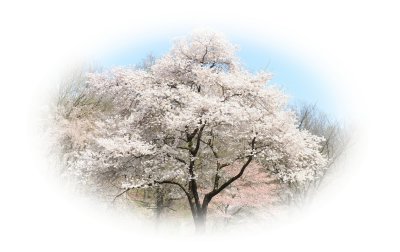 cherry blossoms 3.jpg