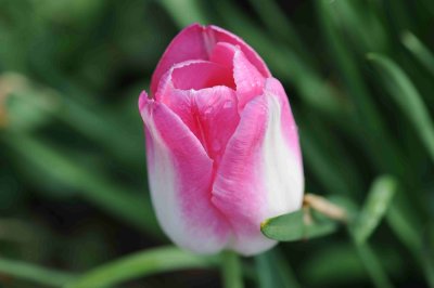 pink tulip.jpg