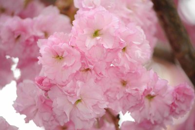 pink cherry blossoms.jpg