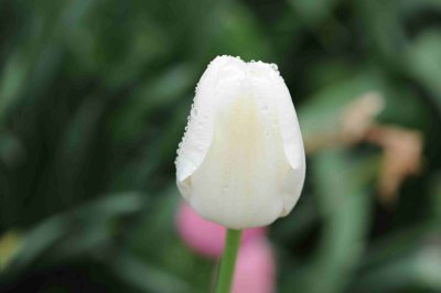 white tulip in Spring rain.jpg