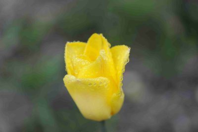 yellow tulip in Spring rain.jpg