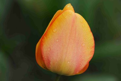 blush tulip in Spring rain.jpg