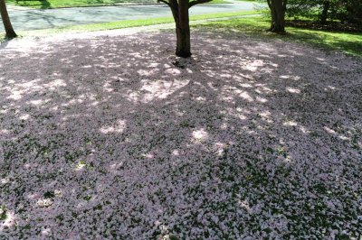 cherry blossom blanket.jpg