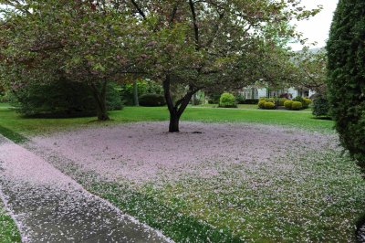 cherry blossom blanket 1.jpg