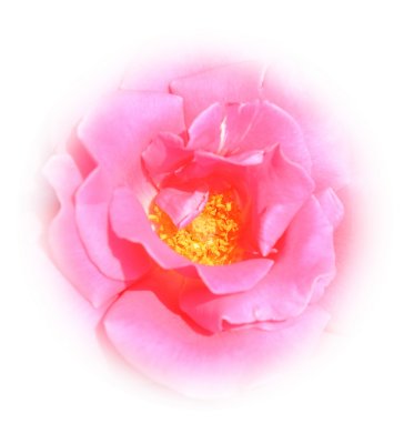 pink rose center.jpg