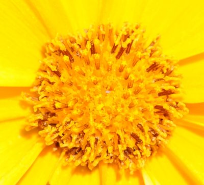 coreopsis center.tif