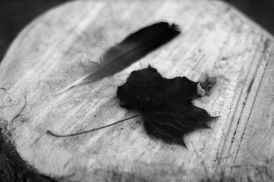 feather and leaf on tree trunk