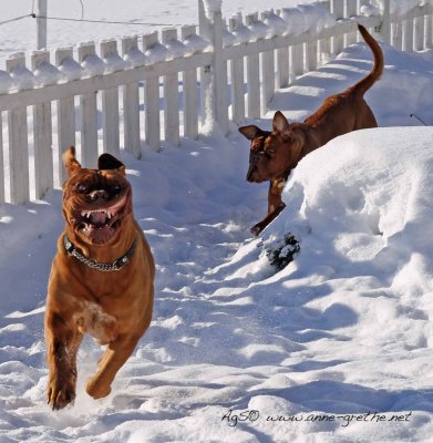 dogs