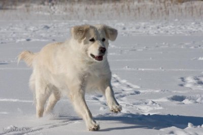 Pàˆàˆsiàˆinen2008-28.jpg