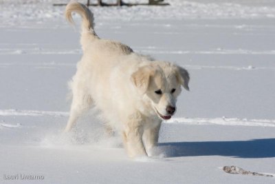 Pàˆàˆsiàˆinen2008-37.jpg