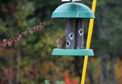 GV3B6989chipmunk.jpg