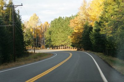 GV3B7010pines.jpg
