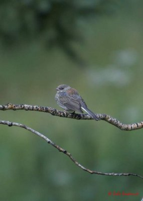 Wren