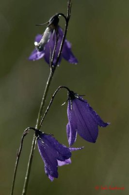 Bluebells