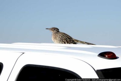 A Sunning Roadrunner