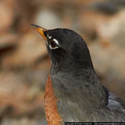 North American Robin