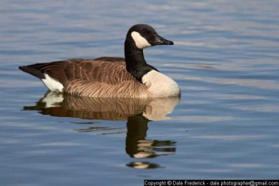 Canadian Goose