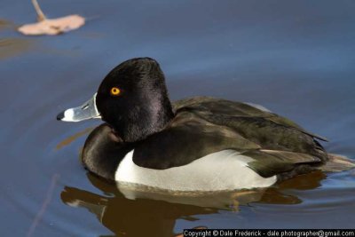 Ring-necked duck