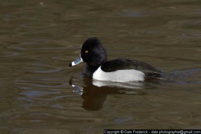 Ring-necked duck