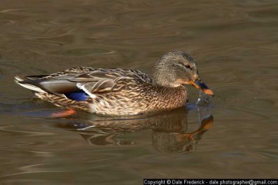 Mallard (Female)