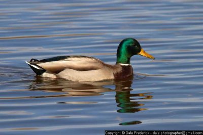 Mallard (Male)