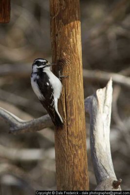 Downy Woodpecker